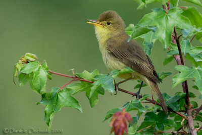 Melodious Warbler (Hippolais polyglotta)