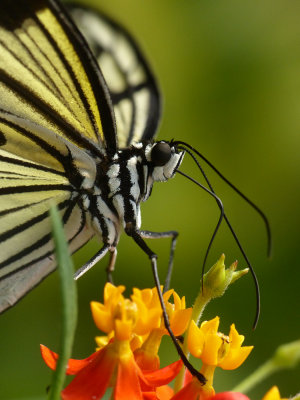 Tropical Butterflies