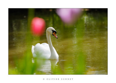 cygne2.jpg