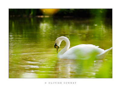 cygne3.jpg