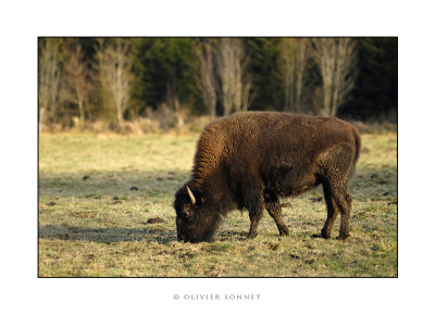 Bisons