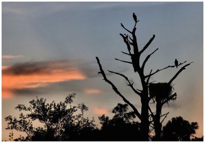 hawk nests