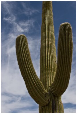 too close cacti