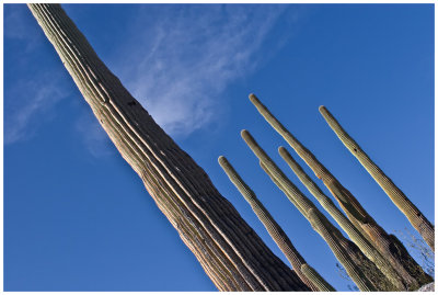 too close cacti