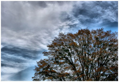 Trees and Tides