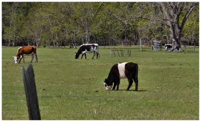 g1/60/498060/3/113642718.K7vHFEE7.jpg