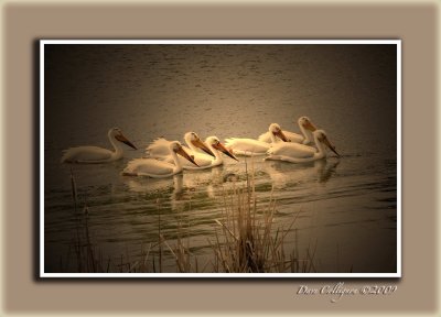 Pelicans in Linden Woods