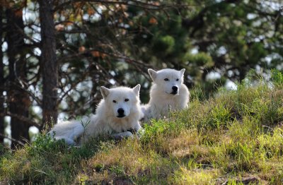 Arctic White Wolves
