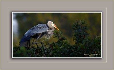 Great Blue Heron