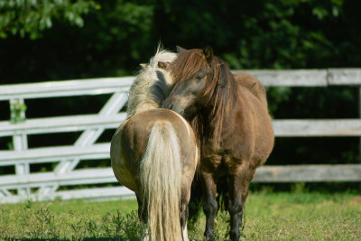 Horses at Mahrapo Farm in Mahwah, NJ