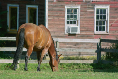 Horses at Mahrapo Farm in Mahwah, NJ