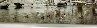 Panorama - Bogert's Pond on a snowy day #2.jpg