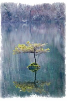 British Columbias most photographed bonsai tree, outside Lake Cowichan. 
