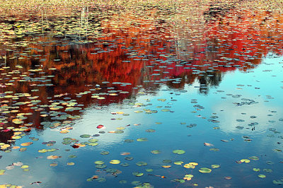 Lily Pads in Autumn.jpg