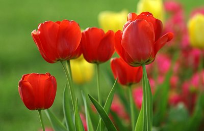 Vanias Tulips.jpg