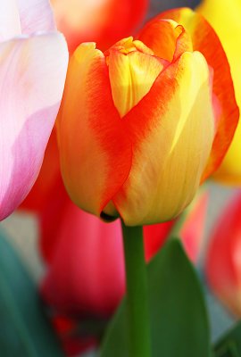 Jackies Tulips.jpg