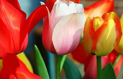 Jackies Tulips II.jpg