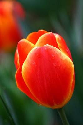 Biltmore Tulip