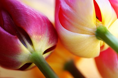 Lollipop Tulips.jpg