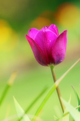 Purple Tulip.JPG