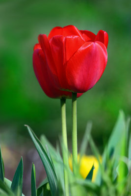 Red Tulip.JPG
