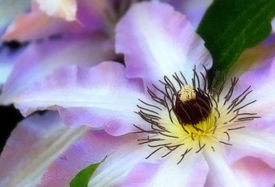 Clematis.JPG