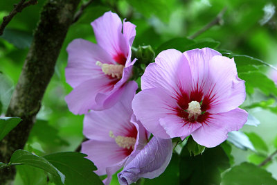 Rose of Sharon.JPG