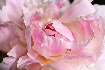 Pink Peony.JPG