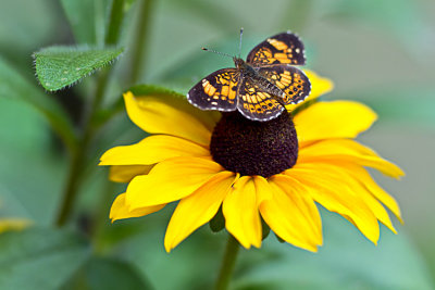 Butterfly on Rudbeckia