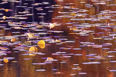 Lily Pads on Bass Lake