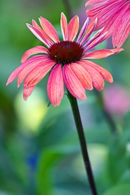 Coneflower