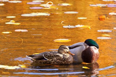 Ducks on Bass Lake