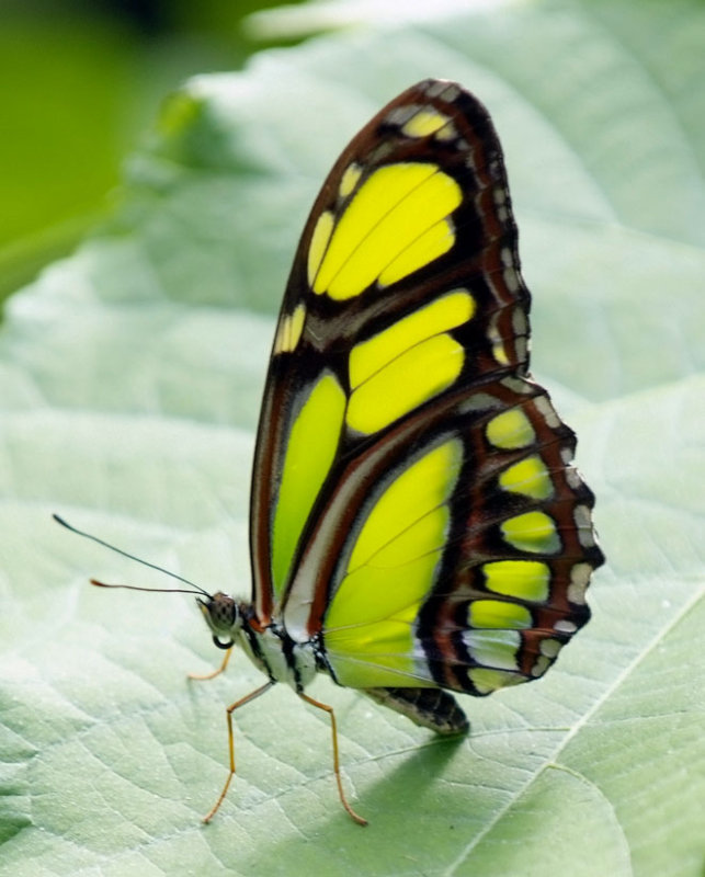Green-Butterfly.jpg