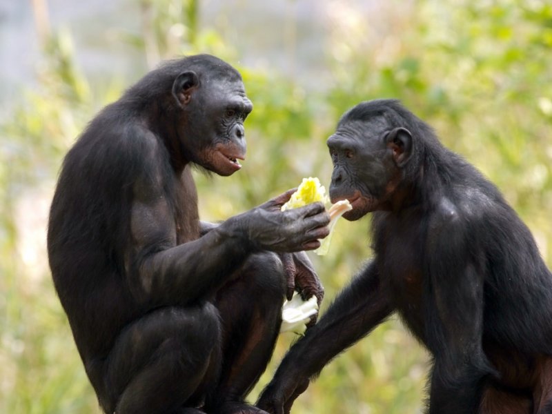 Bonobo Sisters.jpg