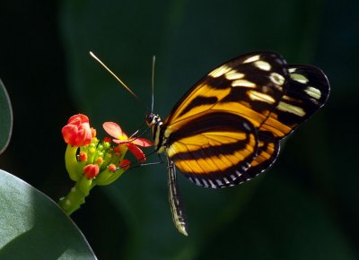 Butterfly-and-Flower.jpg