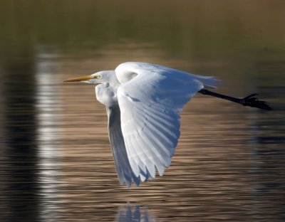 Great White Egret over Waverly Pond.jpg