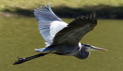 Flying-Heron.jpg