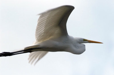Flying-Egret-3.jpg