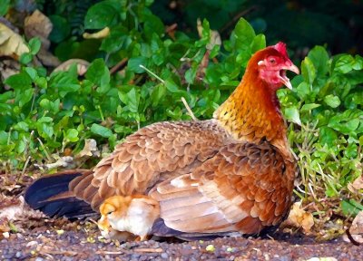 Kauai Hen.jpg