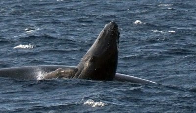 Humpback Whales Baby and Mom.jpg