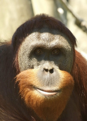 Orangutan Smile.jpg