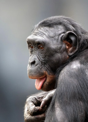 Bonobo Female3.jpg