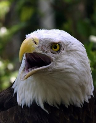 American Bald Eagle.jpg