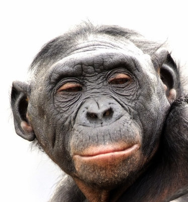 Bonobo Female.jpg