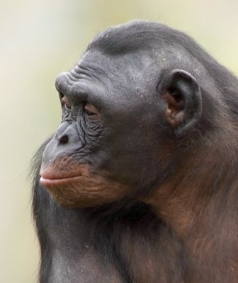 Bonobo Female 2.jpg