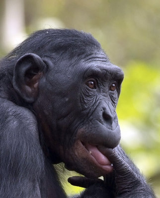 Young Bonobo.jpg