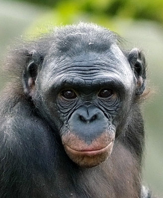 Bonobo Female .jpg