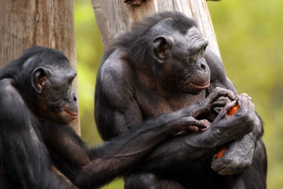 Bonobos Sharing.jpg
