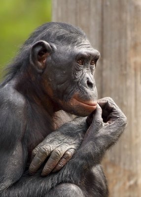 Bonobo Female Portrait.jpg