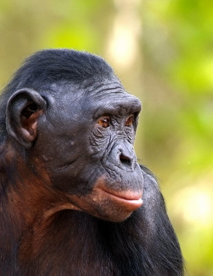 Sweet Face Bonobo.jpg